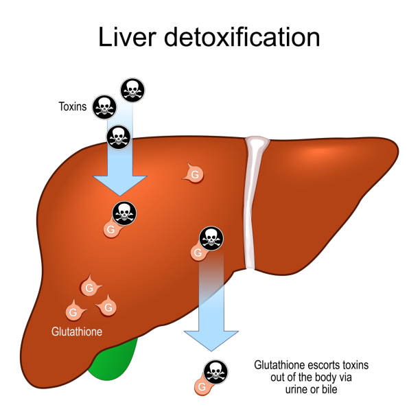 Beyond the Liver: How Glutathione Drives Your Natural Detox